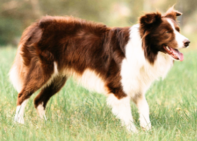 Border Collie Dog Guide