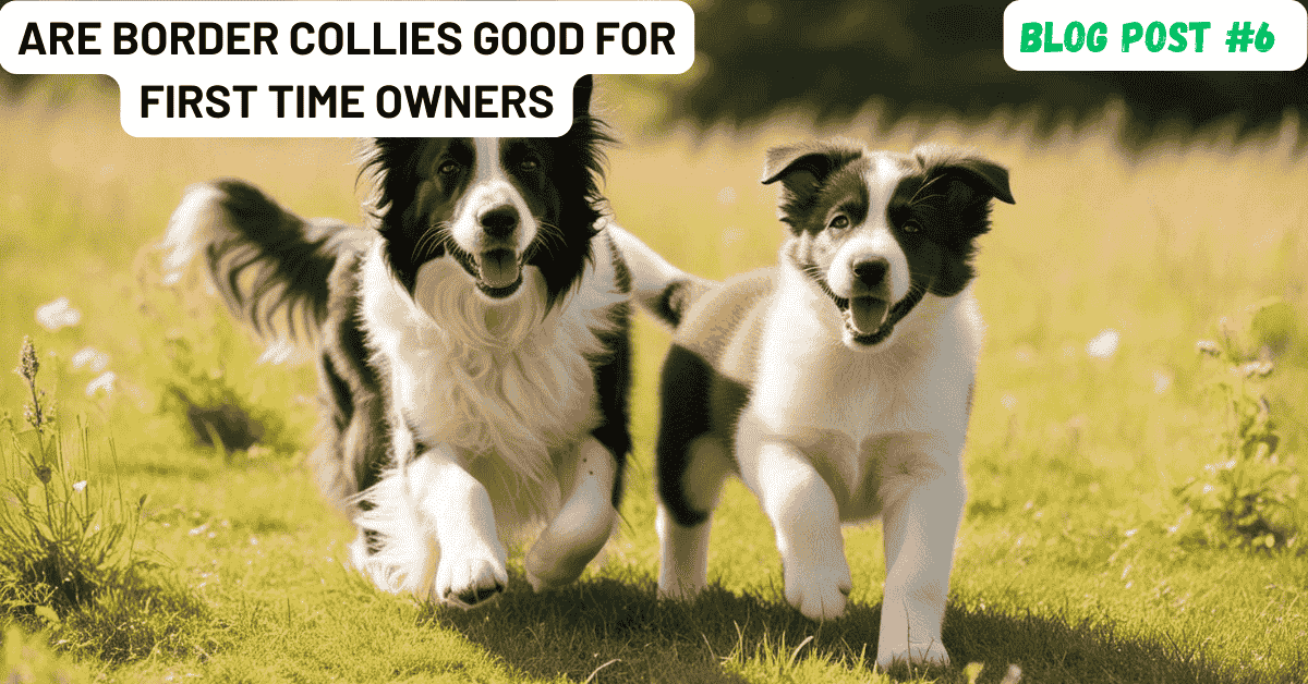 Are Border Collies Good For First Time Owners