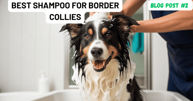 best shampoo border collies