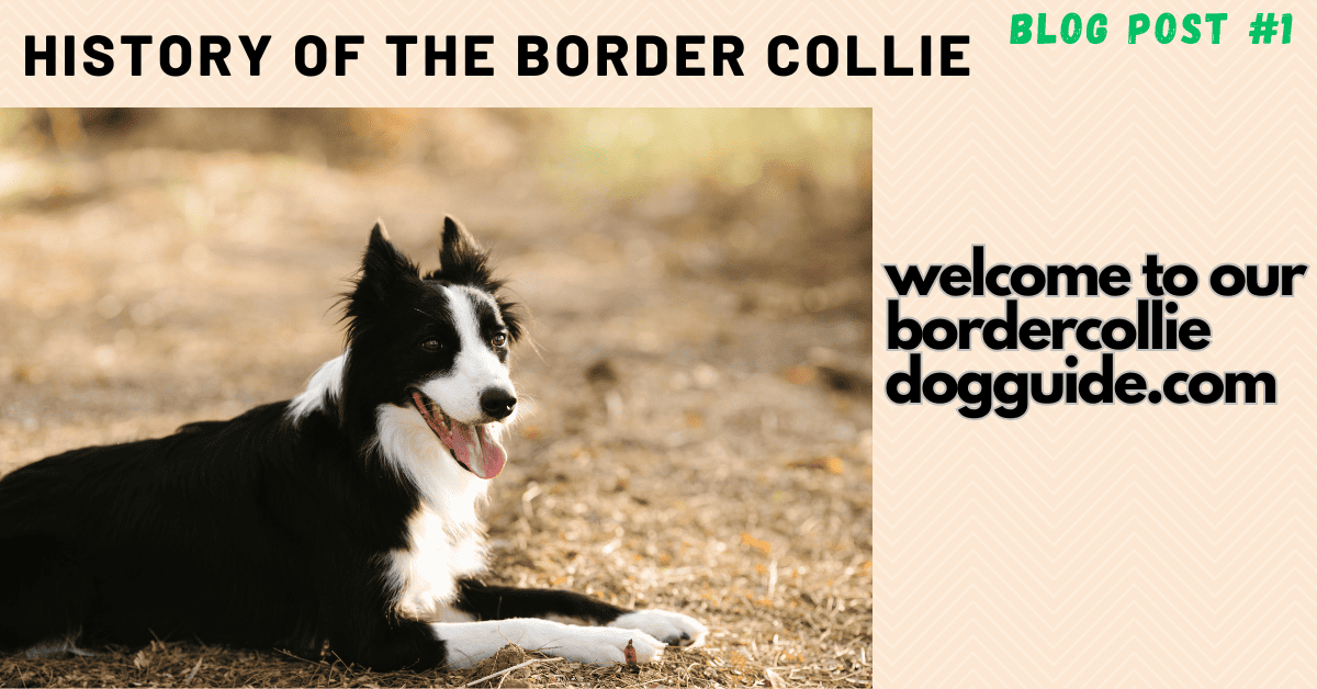 History Of The Border Collie