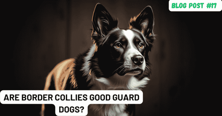 Are Border Collies Good Guard Dogs