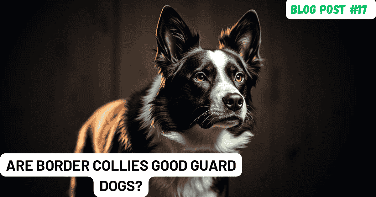 Are Border Collies Good Guard Dogs