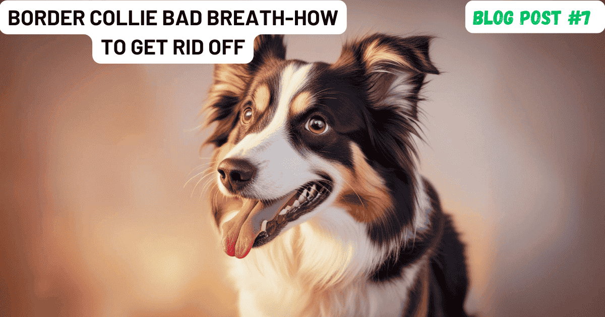 Border Collie Bad Breath