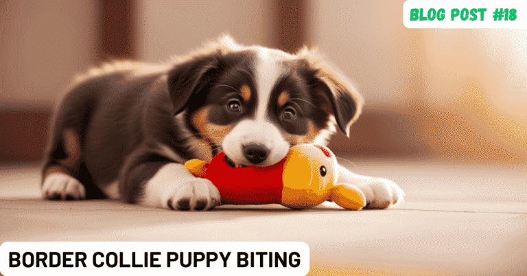 Border Collie Puppy Biting