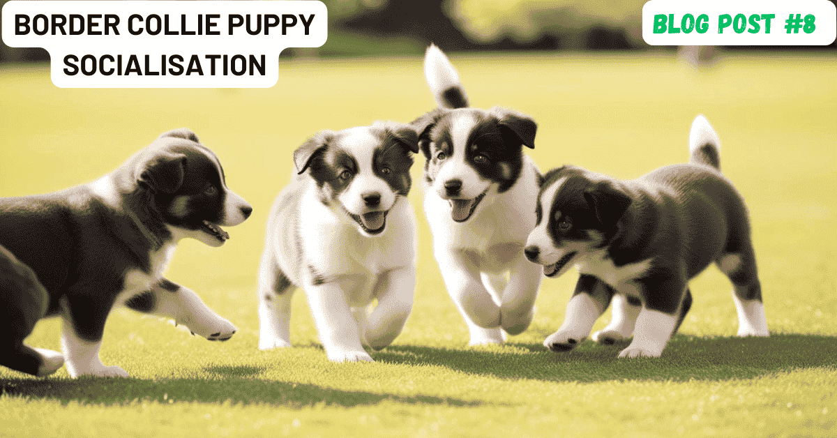 Border Collie Puppy Socialisation