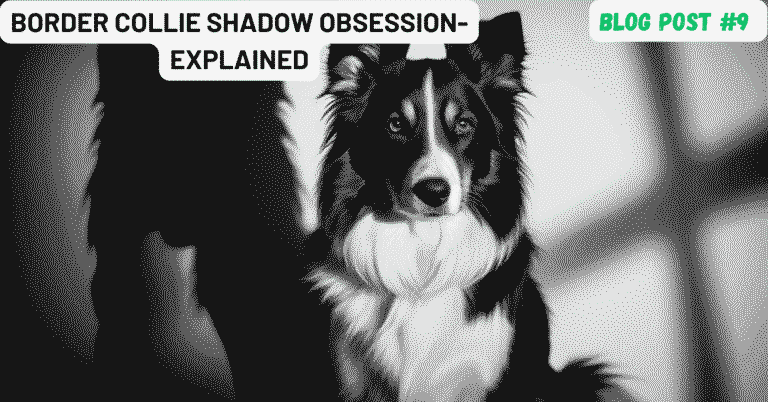 Border Collie Shadow Obsession