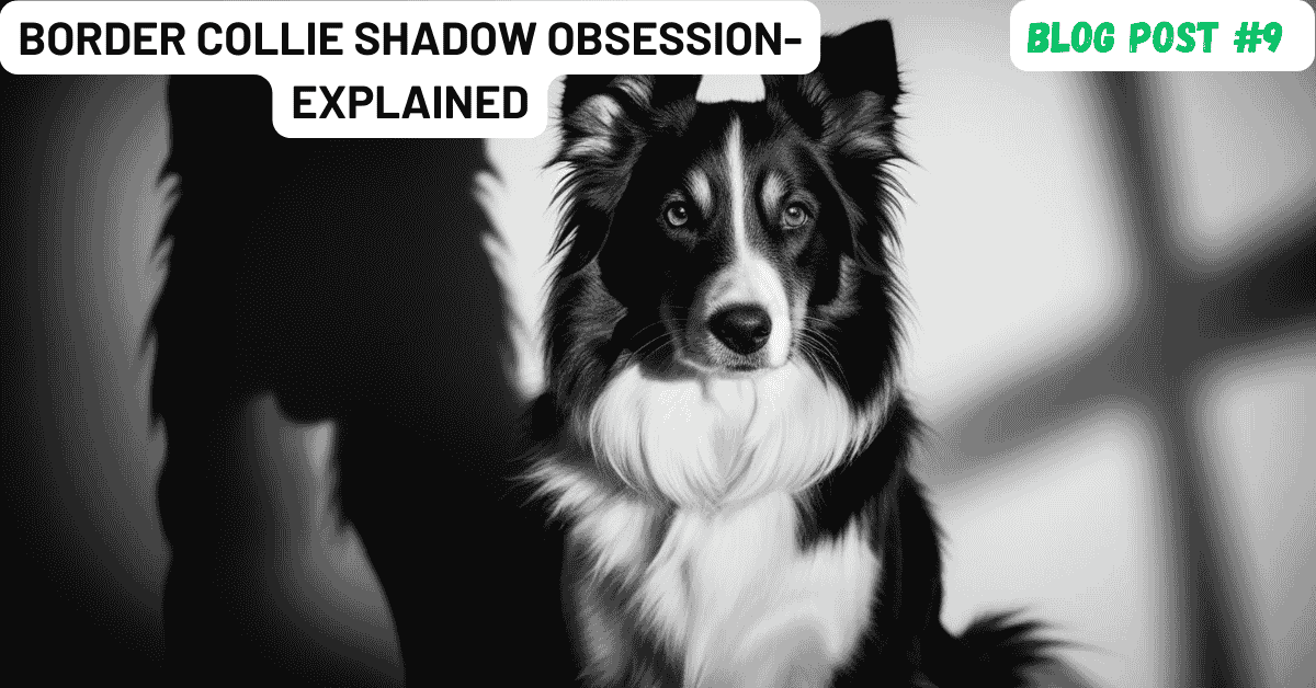 Border Collie Shadow Obsession