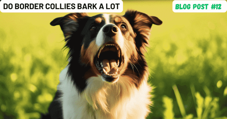 Do Border Collies Bark A Lot