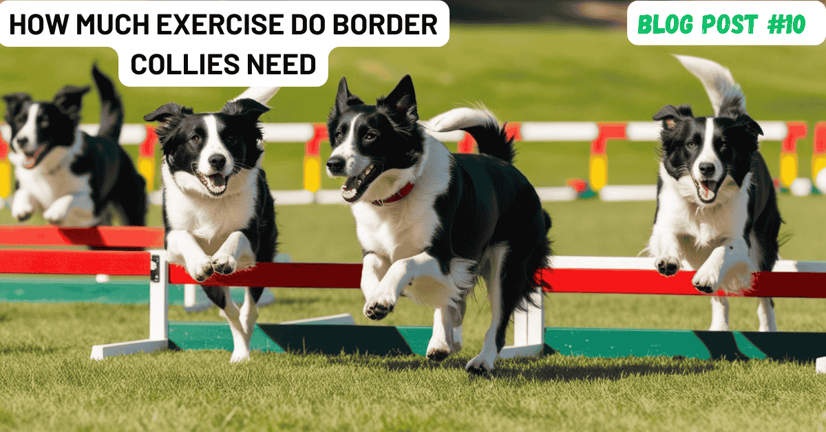 How Much Exercise Do Border Collies Need