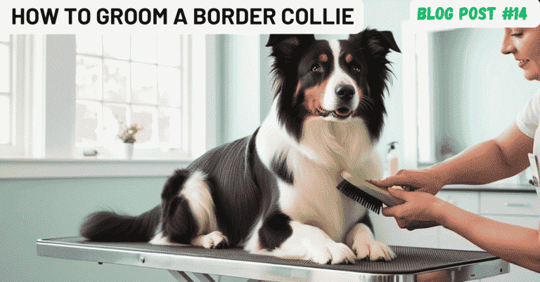 How To Groom A Border Collie