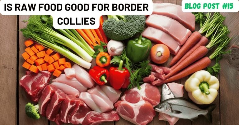 Is Raw Food Good For Border Collies