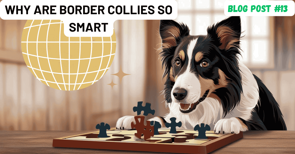 Why Are Border Collies So Smart