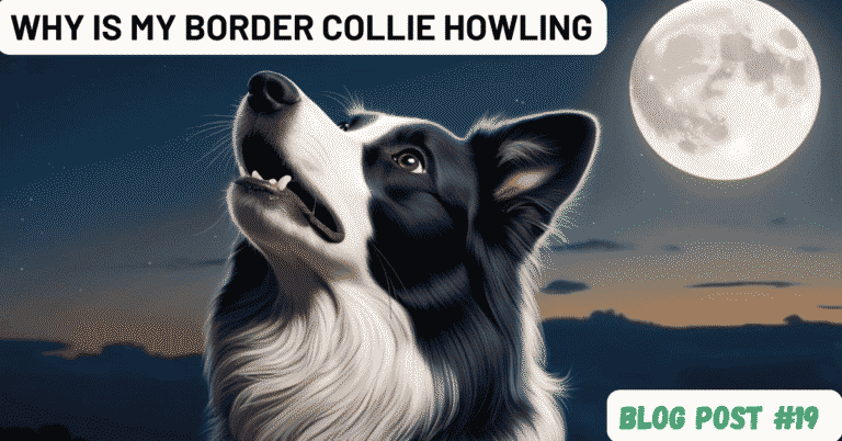 Why Is My Border Collie Howling