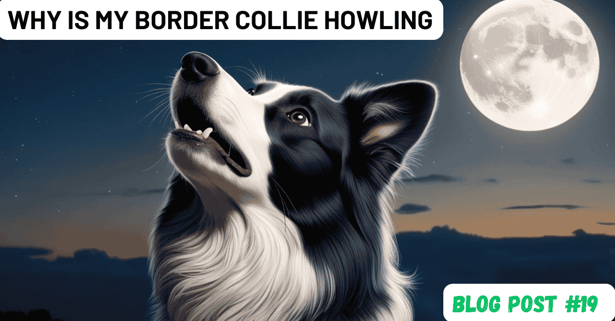 Why Is My Border Collie Howling