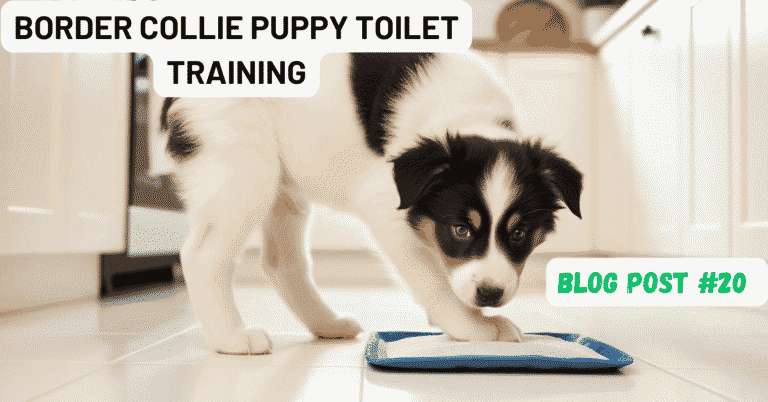 Border Collie Puppy Toilet Training