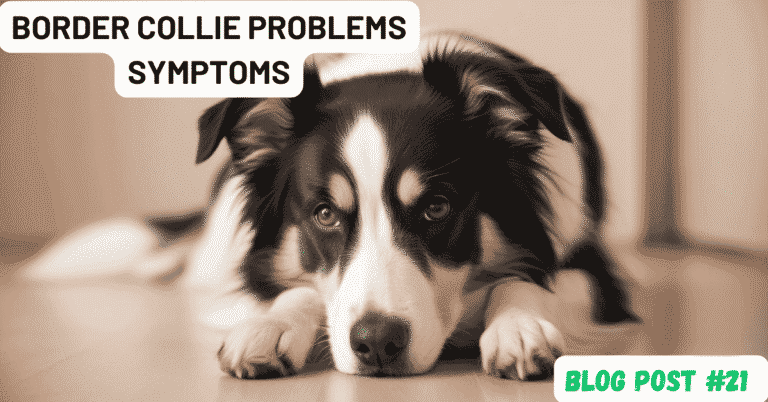 Border Collie Problems Symptoms