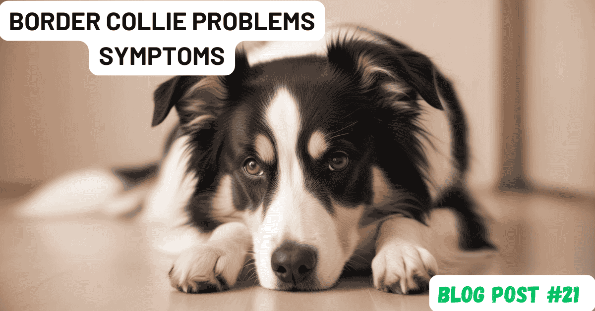 Border Collie Problems Symptoms