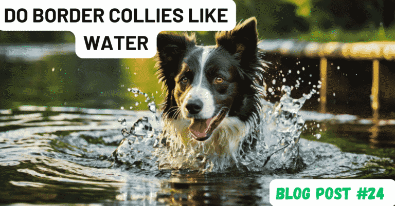 Do Border Collies Like Water