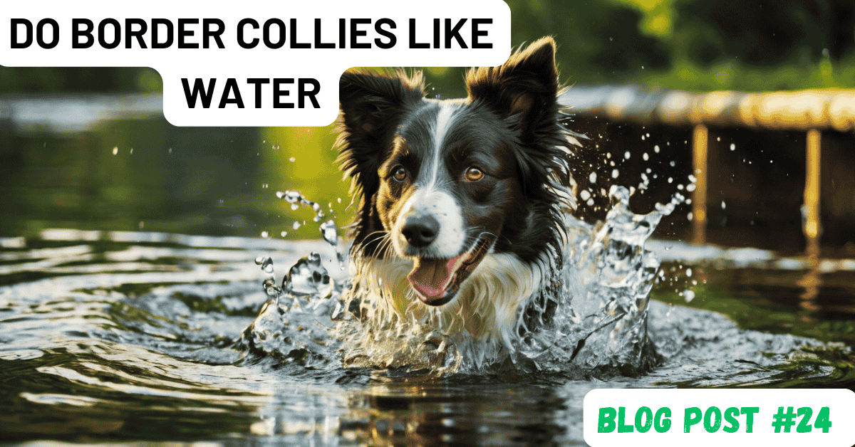 Do Border Collies Like Water