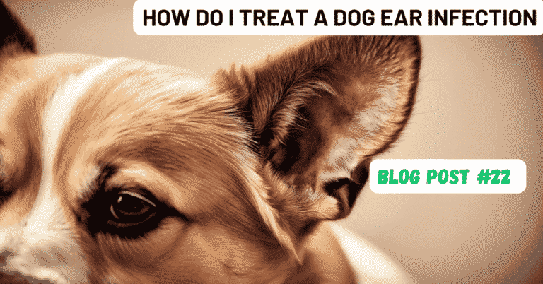How Do I Treat A Dog Ear Infection