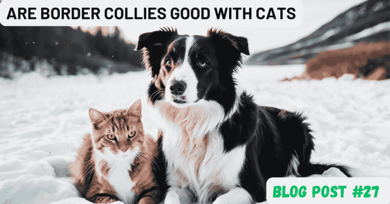 are border collies good with cats