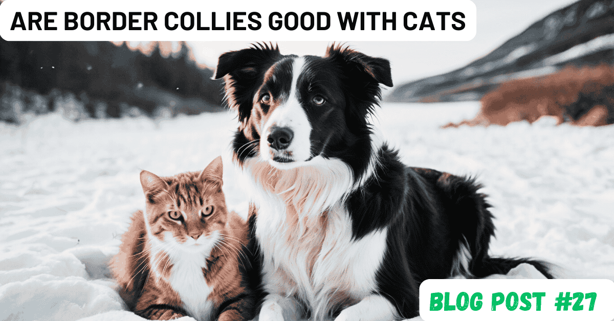 are border collies good with cats