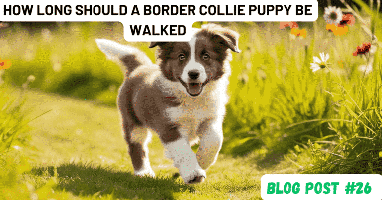 how long should a border collie puppy be walked