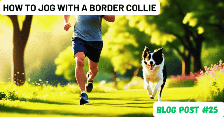 how to jog with a border collie