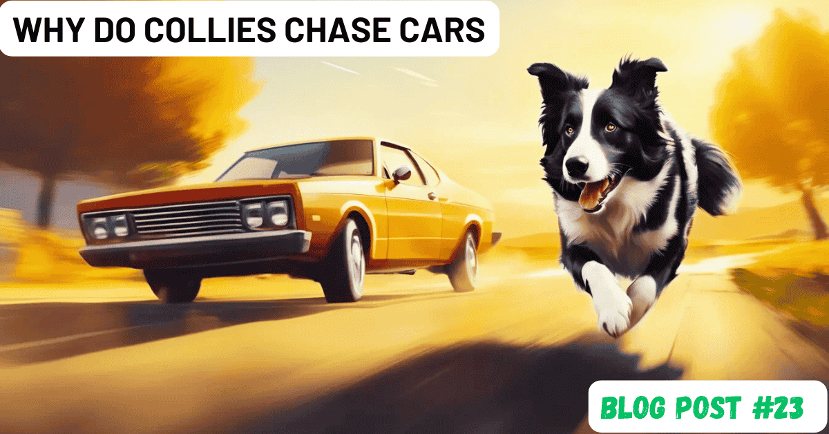 why do collies chase cars